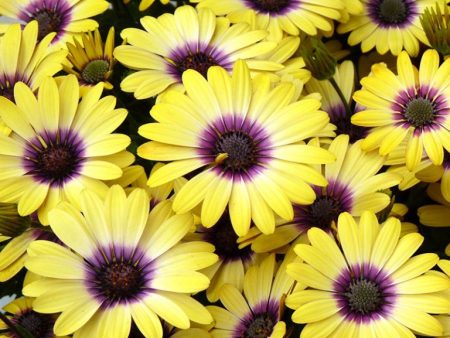 Osteospermum Fashion